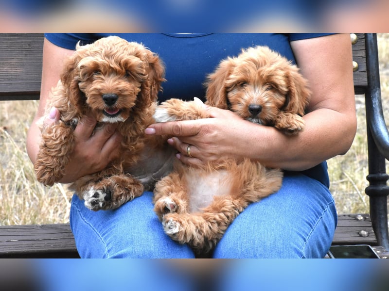 Goldendoodle