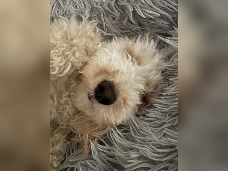 Goldendoodle Deckrüde – gesund, intelligent & familienfreundlich ( Teddybär)
