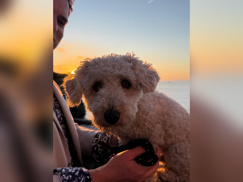 Goldendoodle Deckrüde – gesund, intelligent & familienfreundlich ( Teddybär)