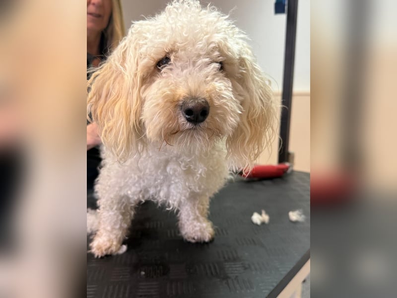 Goldendoodle Deckrüde – gesund, intelligent & familienfreundlich ( Teddybär)