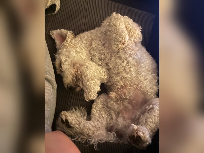 Goldendoodle Deckrüde – gesund, intelligent & familienfreundlich ( Teddybär)
