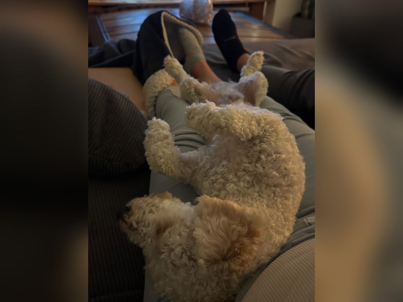 Goldendoodle Deckrüde – gesund, intelligent & familienfreundlich ( Teddybär)