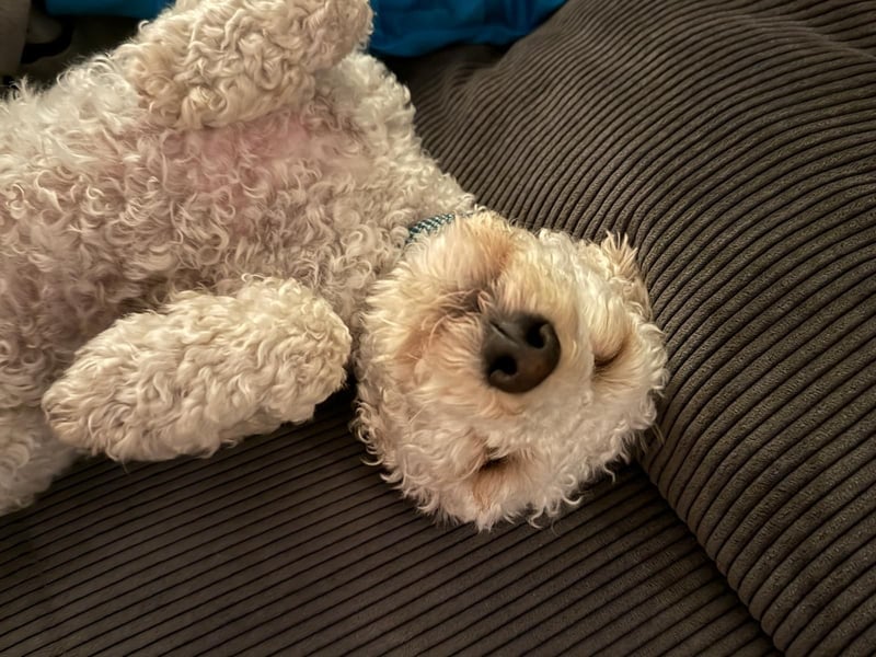 Goldendoodle Deckrüde – gesund, intelligent & familienfreundlich ( Teddybär)