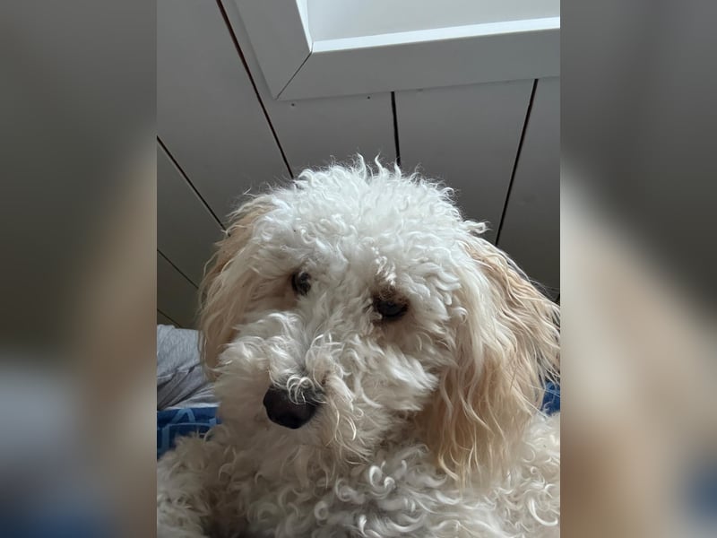 Goldendoodle Deckrüde – gesund, intelligent & familienfreundlich ( Teddybär)