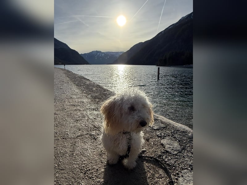 Goldendoodle Deckrüde – gesund, intelligent & familienfreundlich ( Teddybär)