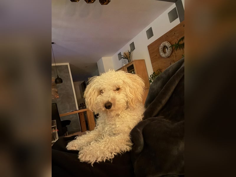 Goldendoodle Deckrüde – gesund, intelligent & familienfreundlich ( Teddybär)