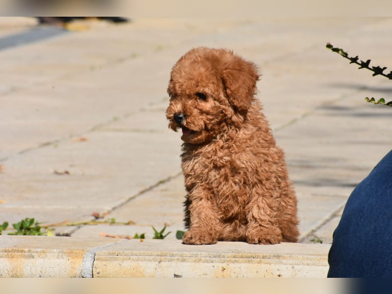 Drei bezaubernde, rote Mini-Goldendoodle-Mädchen