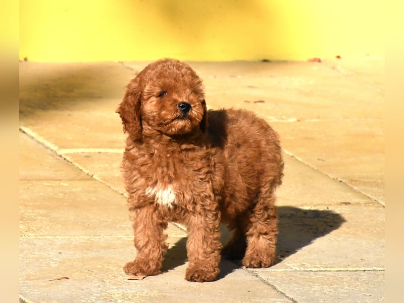 Drei bezaubernde, rote Mini-Goldendoodle-Mädchen