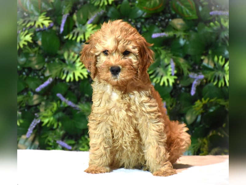Goldendoodle
