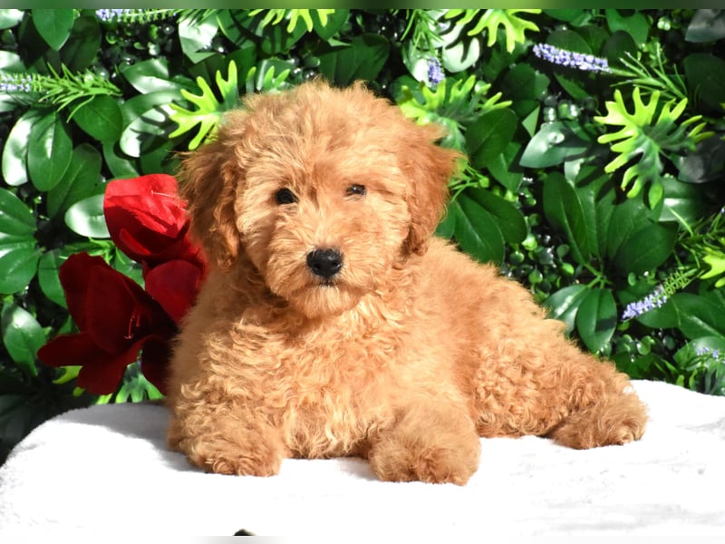 Goldendoodle