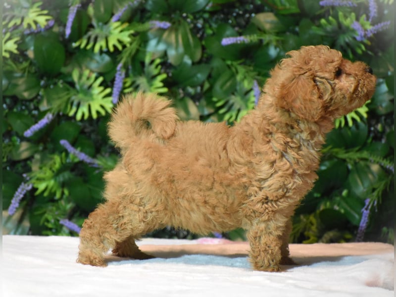 Goldendoodle
