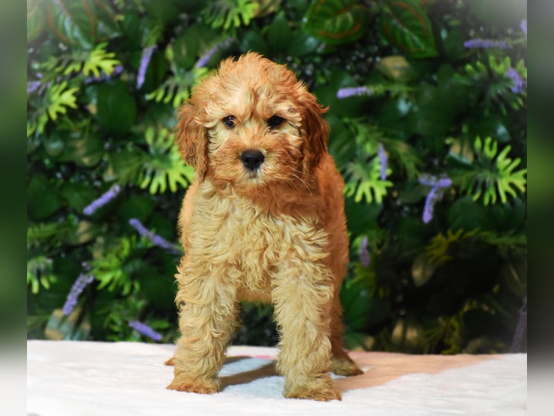 Goldendoodle
