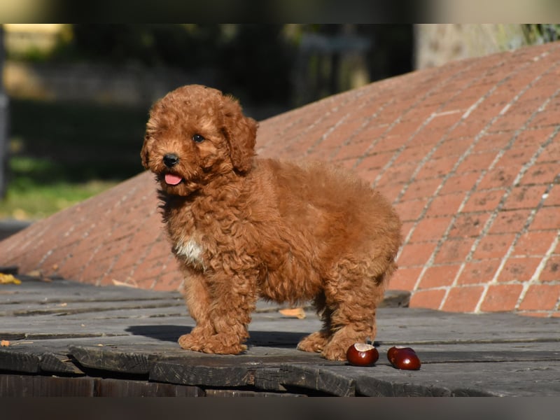 Drei bezaubernde, rote Mini-Goldendoodle-Mädchen