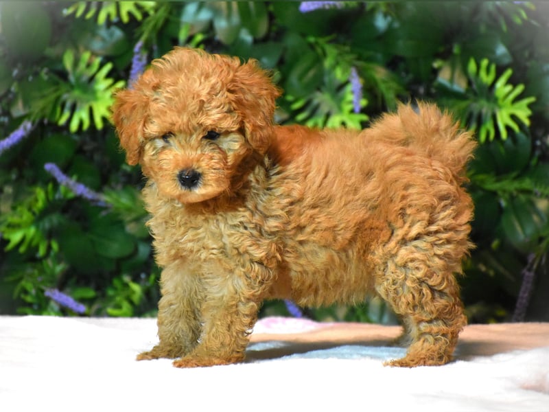 Goldendoodle
