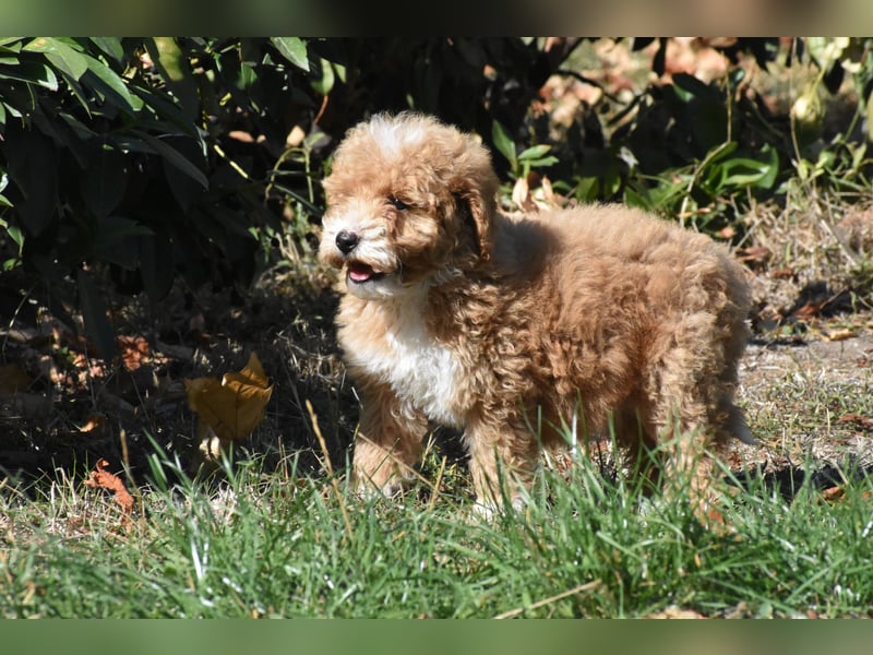 Drei bezaubernde, rote Mini-Goldendoodle-Mädchen