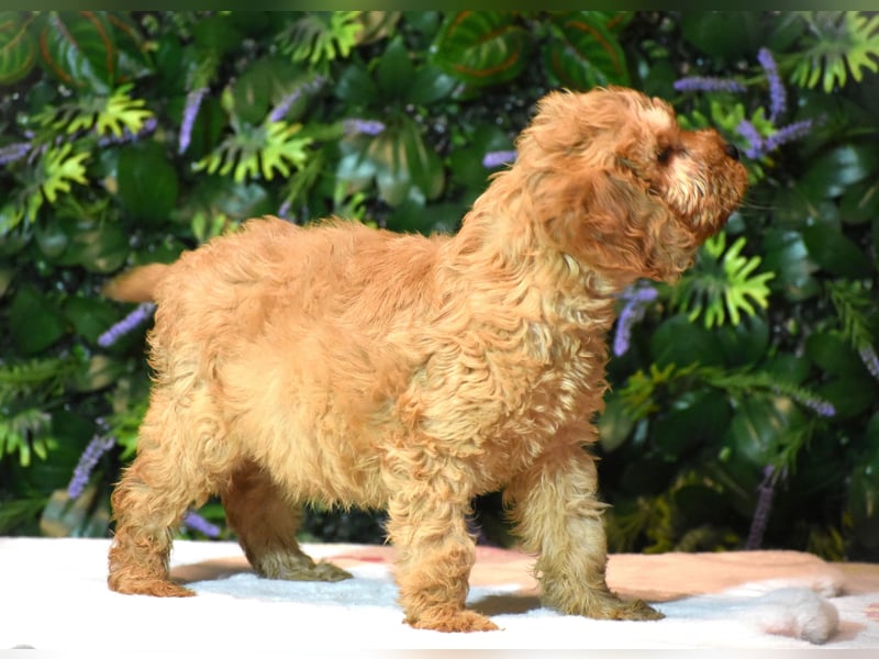 Goldendoodle