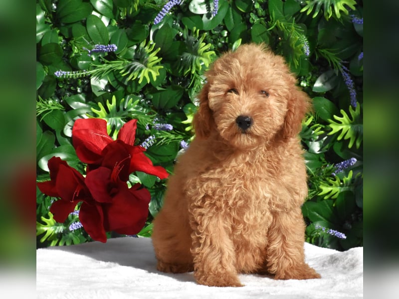 Goldendoodle