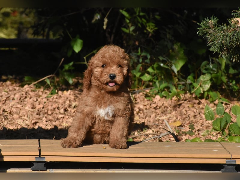 Drei bezaubernde, rote Mini-Goldendoodle-Mädchen