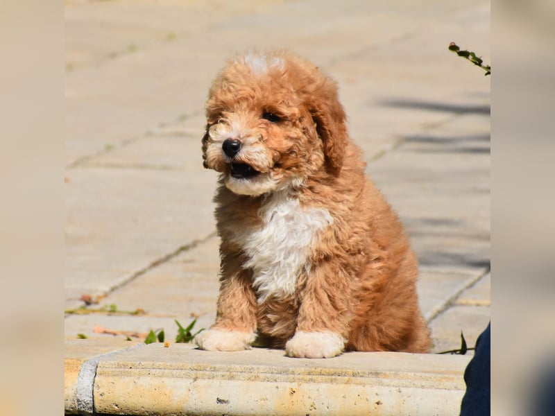 Drei bezaubernde, rote Mini-Goldendoodle-Mädchen
