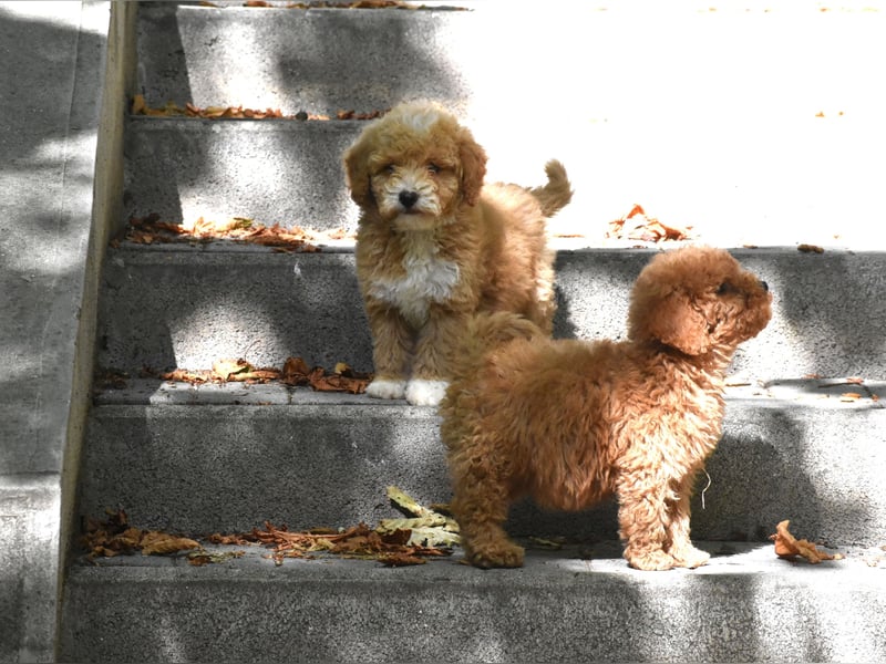 Drei bezaubernde, rote Mini-Goldendoodle-Mädchen