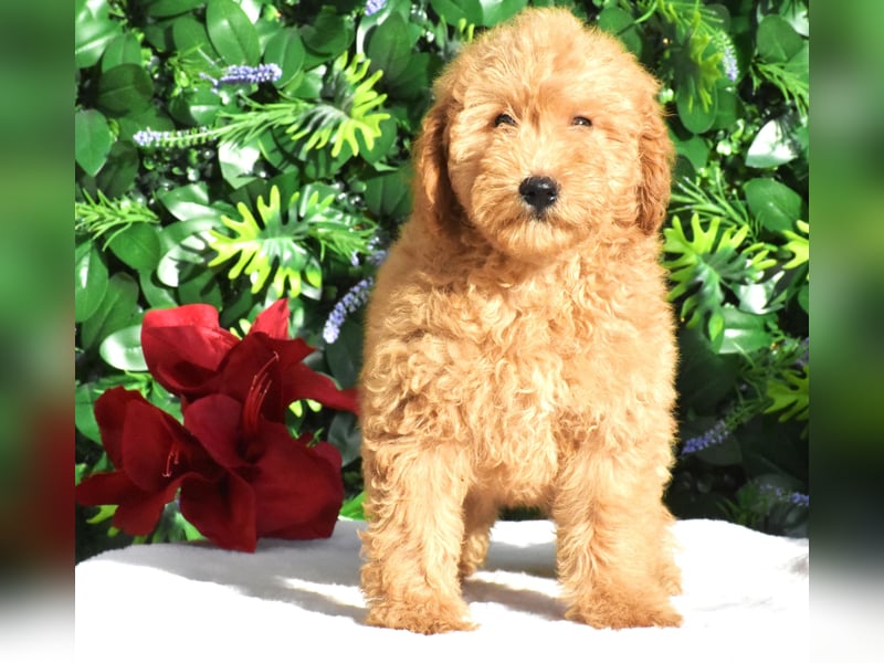 Goldendoodle