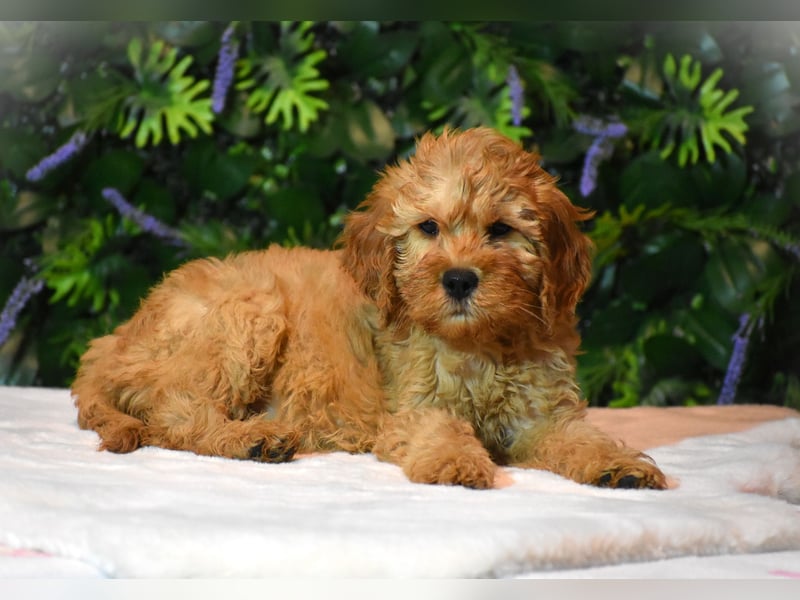 Goldendoodle