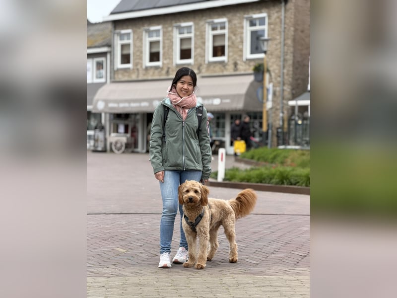 Goldendoodle F1 Deckrüde „Finn“ – freundlich, intelligent & liebevoll