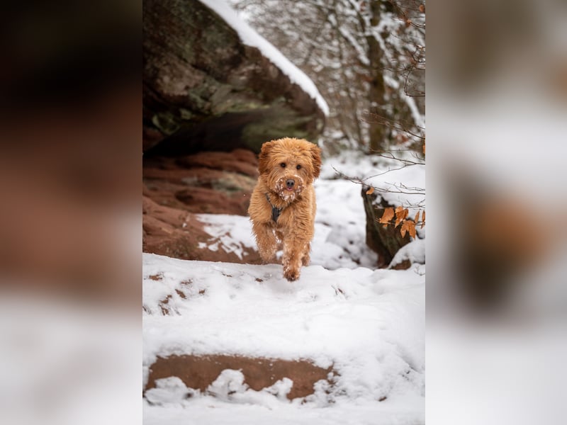 Goldendoodle F1 Deckrüde „Finn“ – freundlich, intelligent & liebevoll