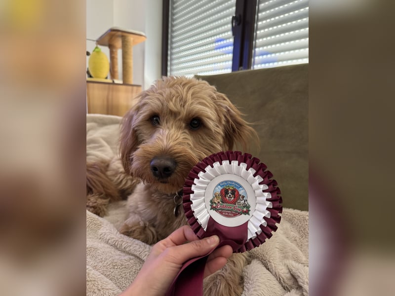 Goldendoodle F1 Deckrüde „Finn“ – freundlich, intelligent & liebevoll