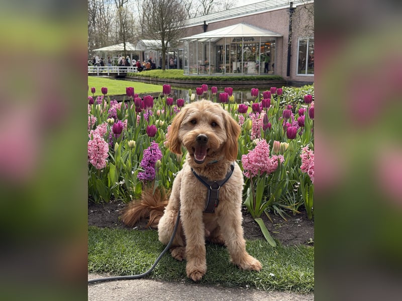 Goldendoodle F1 Deckrüde „Finn“ – freundlich, intelligent & liebevoll