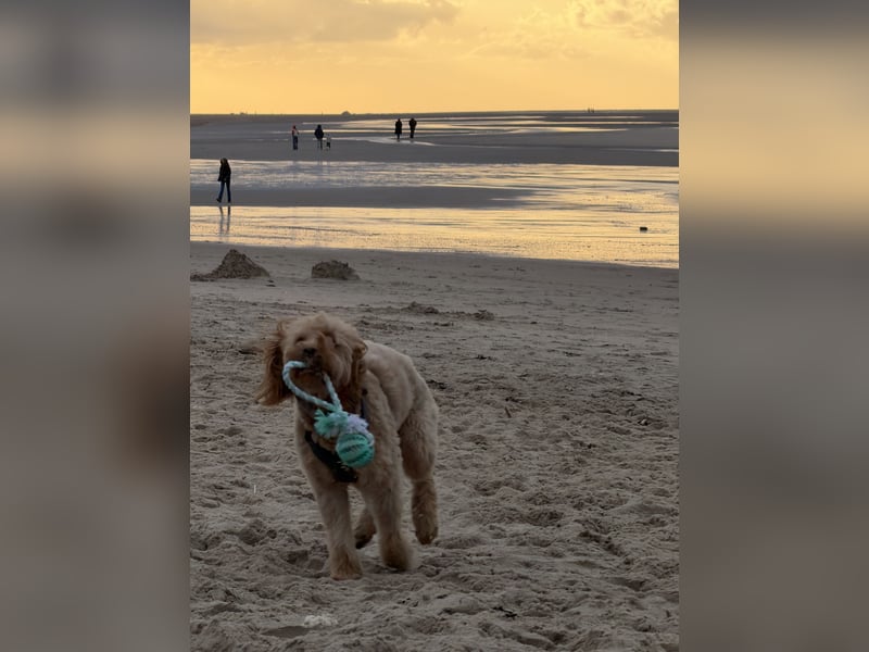 Goldendoodle F1 Deckrüde „Finn“ – freundlich, intelligent & liebevoll