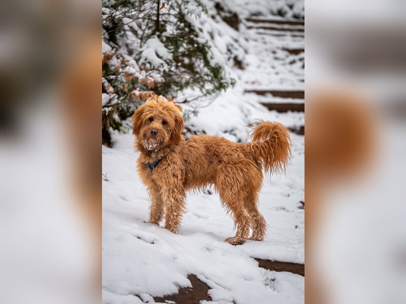 Goldendoodle F1 Deckrüde „Finn“ – freundlich, intelligent & liebevoll