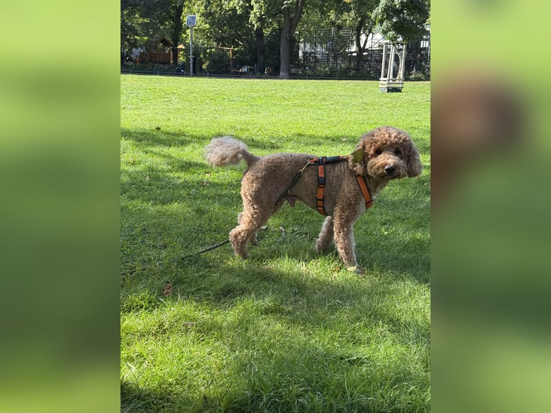 Goldendoodle Medium Deckrüde