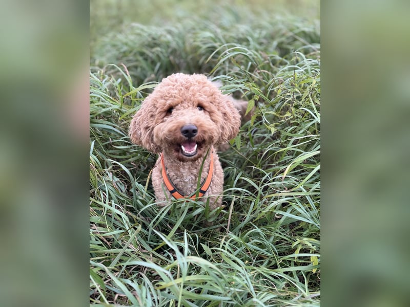 Goldendoodle Medium Deckrüde