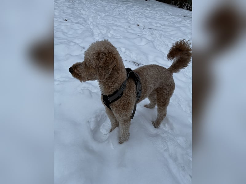 Deckrüde „Karlo“