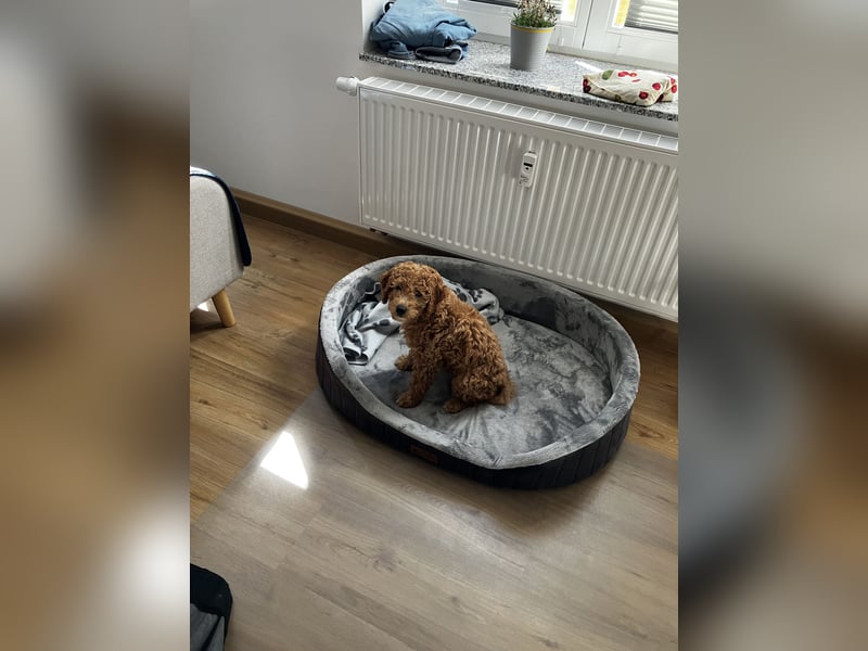 Deckrüde „Karlo“