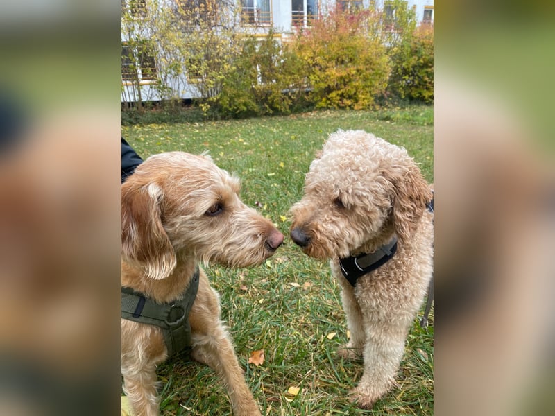 Deckrüde „Karlo“