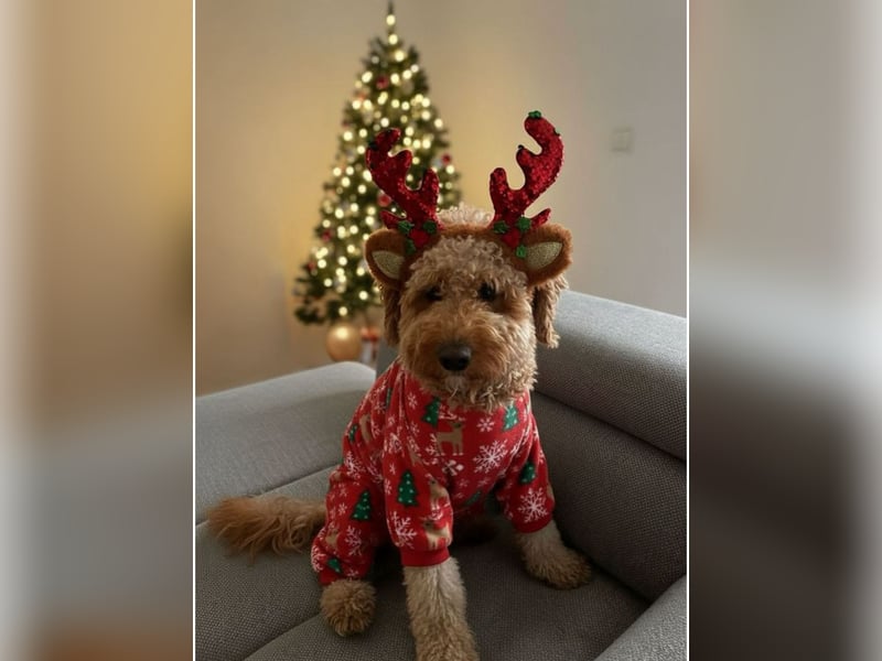 Deckrüde „Karlo“