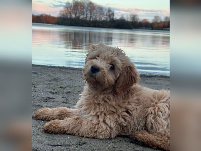 Charmanter Goldendoodle „Rio“ sucht seine erste Herzensdame (Deckrüde)