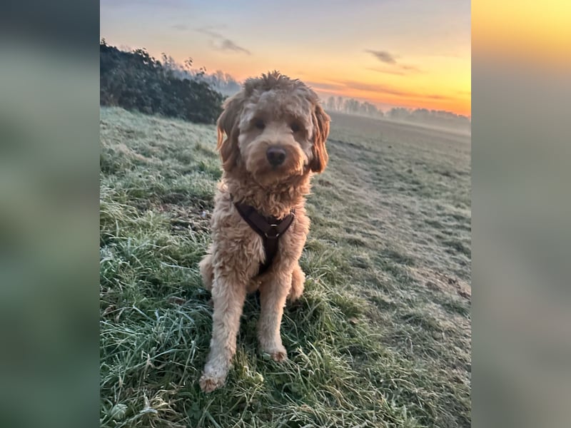 Charmanter Goldendoodle „Rio“ sucht seine erste Herzensdame (Deckrüde)