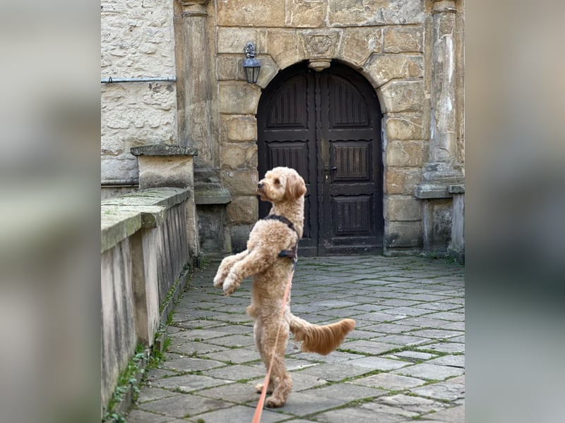 Charmanter Goldendoodle „Rio“ sucht seine erste Herzensdame (Deckrüde)