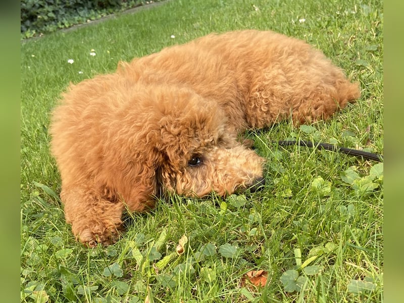 Goldendoodle Emil 5 Monate sucht ein neues Zuhause
