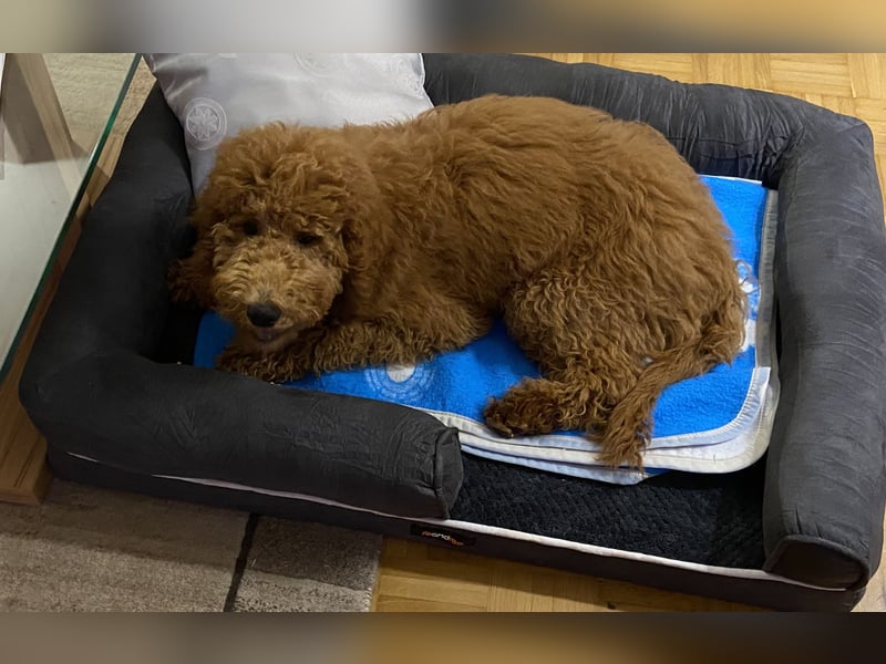Goldendoodle Emil 5 Monate sucht ein neues Zuhause
