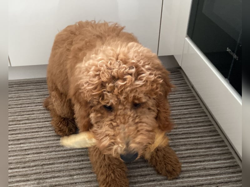 Goldendoodle Emil 5 Monate sucht ein neues Zuhause