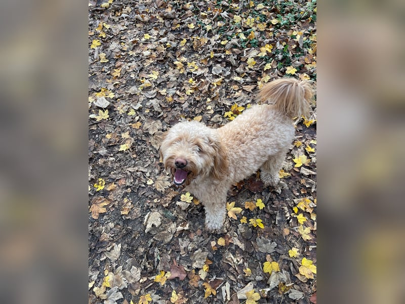 Schwieriger aber liebenswerter Goldendoodle