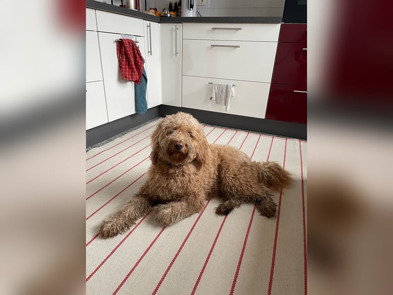 Schwieriger aber liebenswerter Goldendoodle