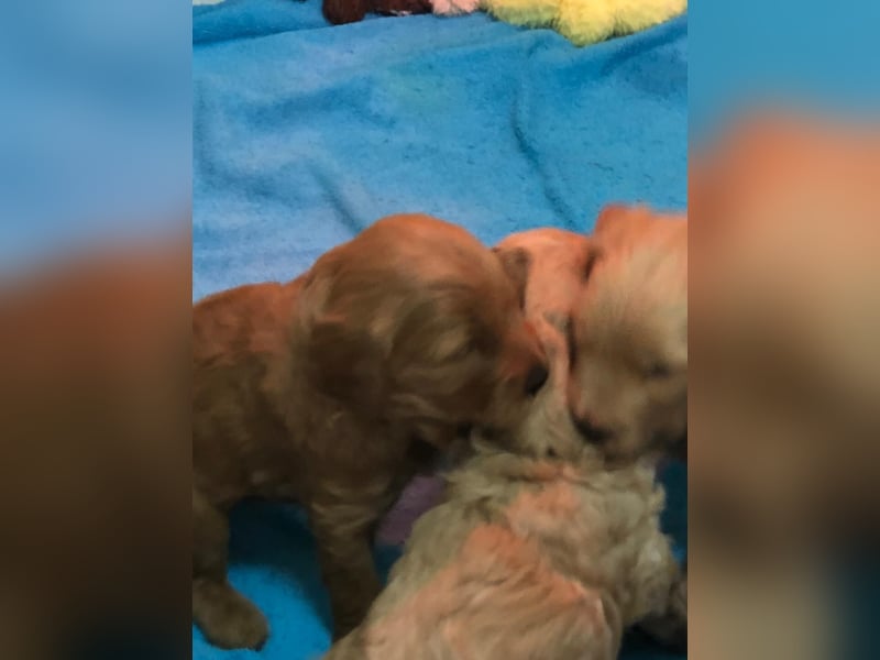 Goldendoodle Doodle Pudel Tibet