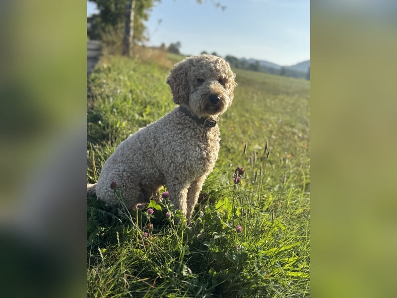 Goldendoodle Doodle Pudel Tibet