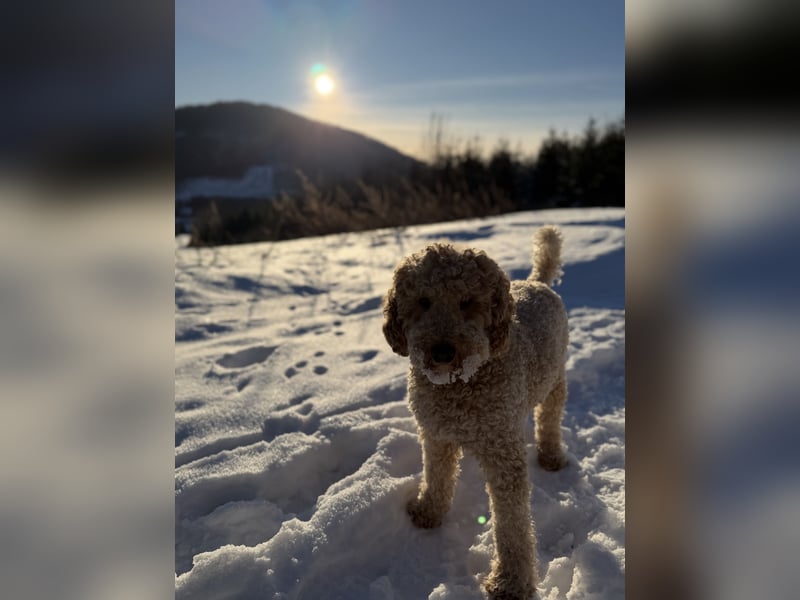 Goldendoodle Doodle Pudel Tibet