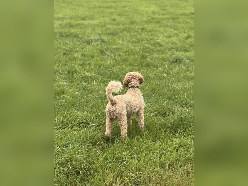 Deckrüde Doodle Goldendoodle Tibet Doodle Pudel